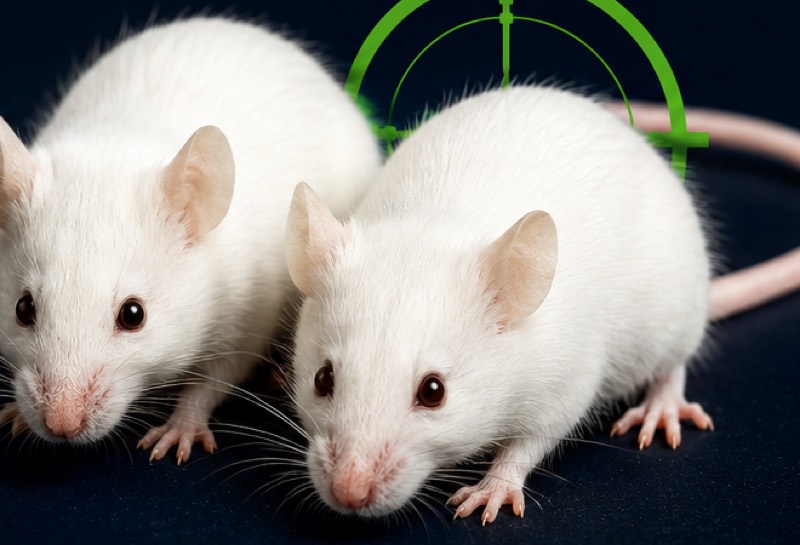 Souris, l'un des nuisibles les plus fréquents à Lyon